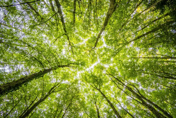Arboplus - Nos expertises en élagage, haubanage, entretien et abattage des arbres dans le 81 et le 31