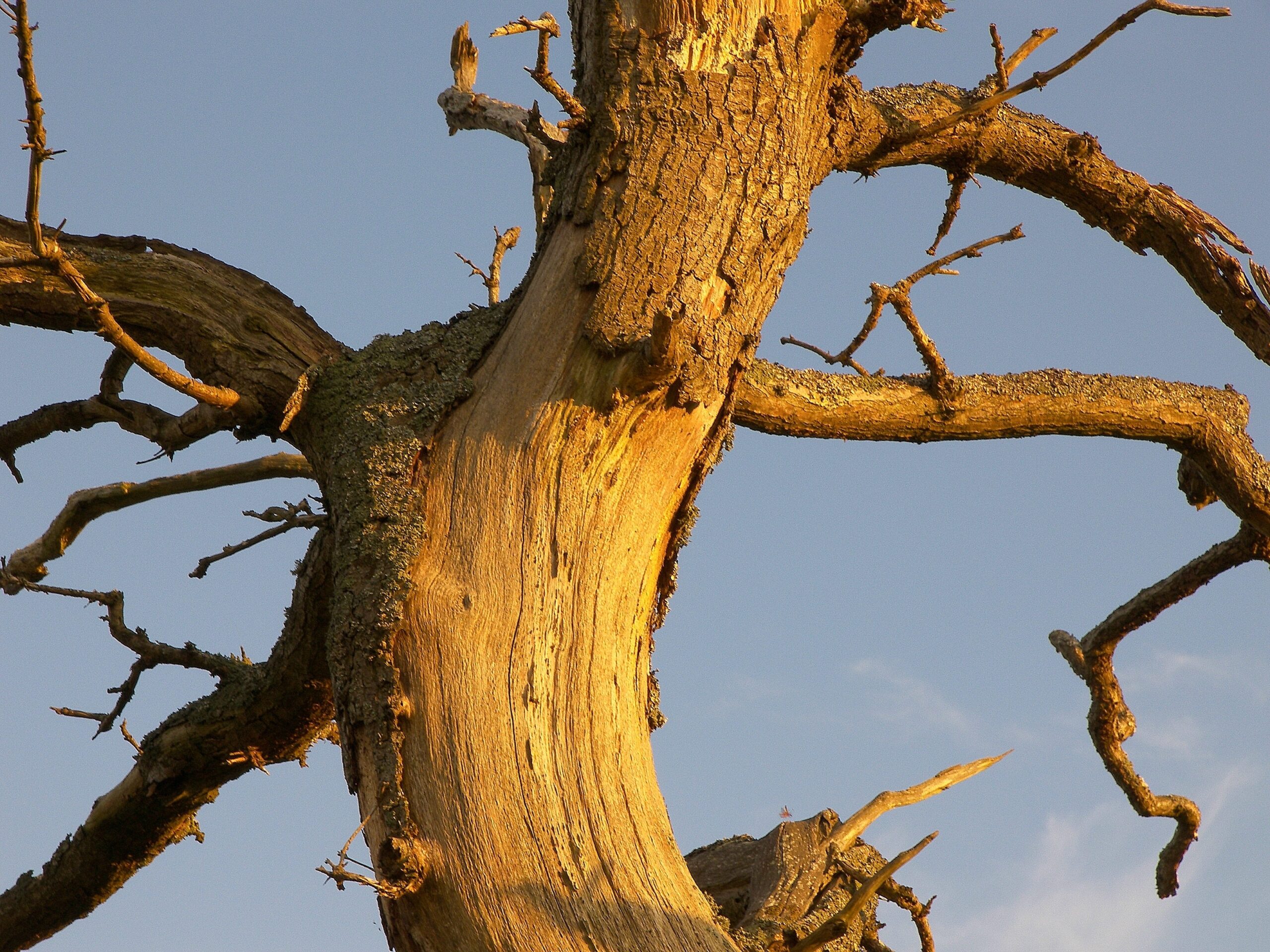 Arboplus - Pourquoi haubaner un arbre ?