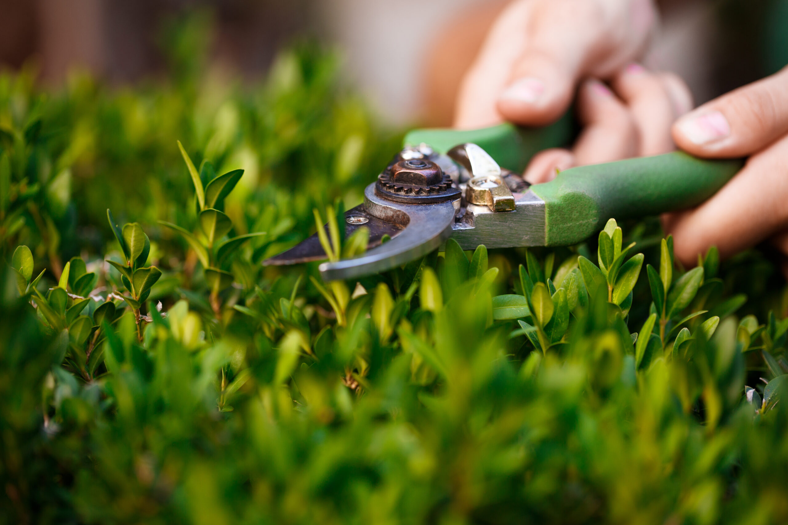 Arboplus - Notre engagement pour l'environnement