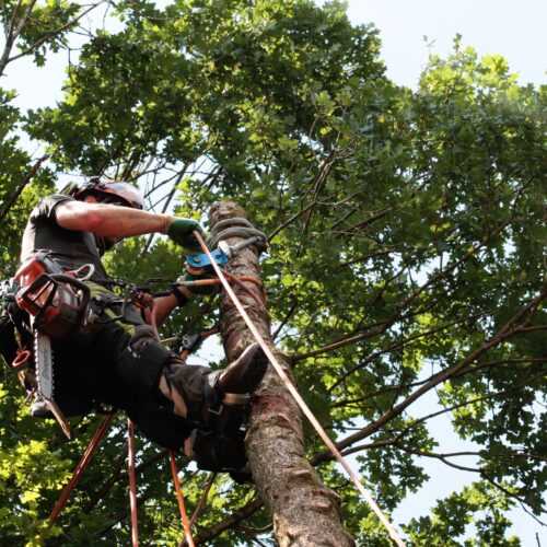 élagueur albi - arbo +