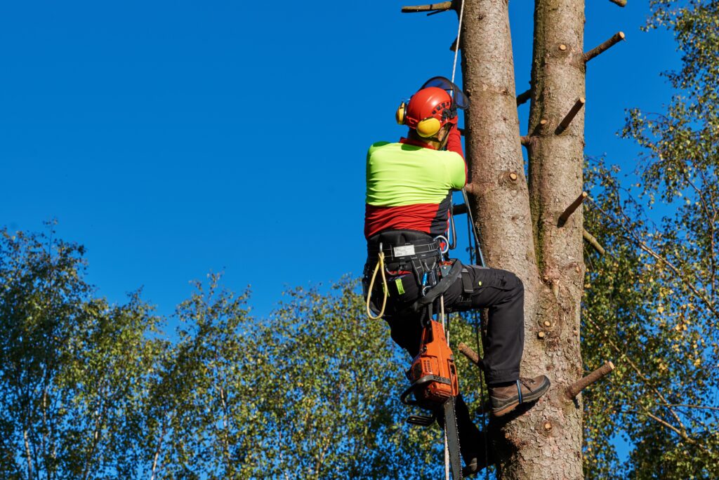 élagueur Gaillac - Arbo +