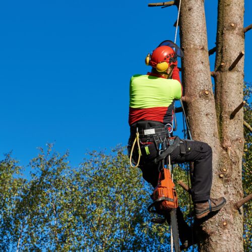 élagueur Gaillac - Arbo +