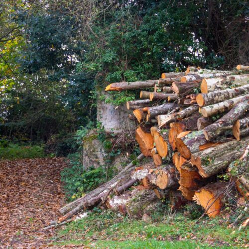 abattage arbre impots