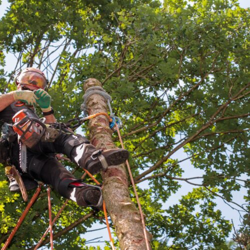 élagage haute garonne