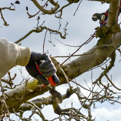 periode elagage arbre