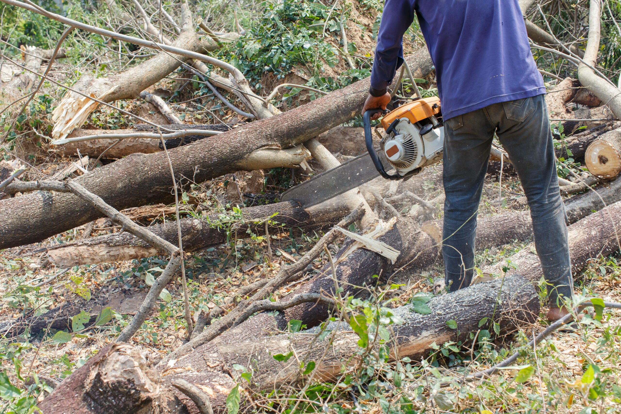 Tarification de l’élagage d’arbre : comprendre les prix et faire le bon choix dans le Tarn et la Haute-Garonne