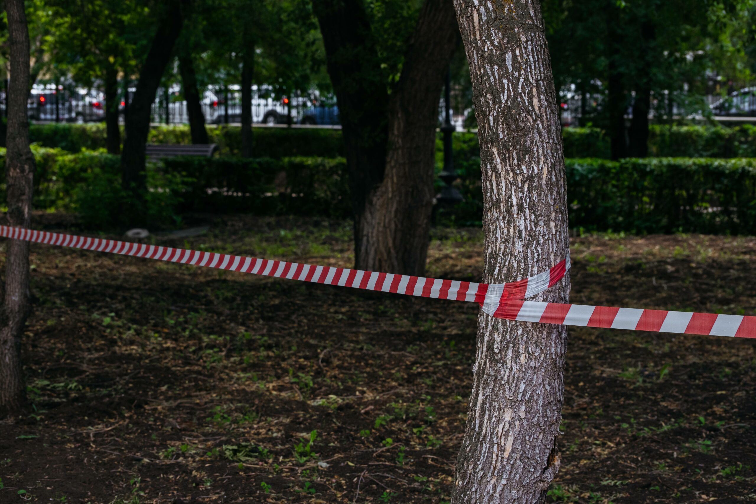 Sécurisation d&rsquo;arbres dangereux : quand l&rsquo;abattage est-il inévitable ?