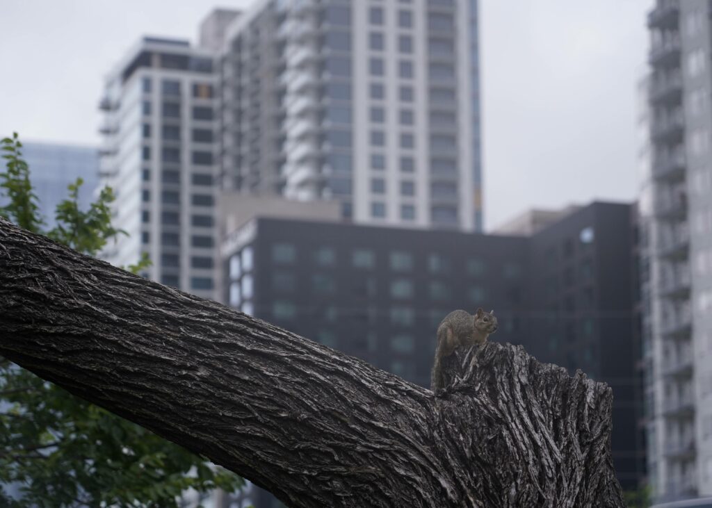 image qui illustre abattage arbre-dangereux graulhet
