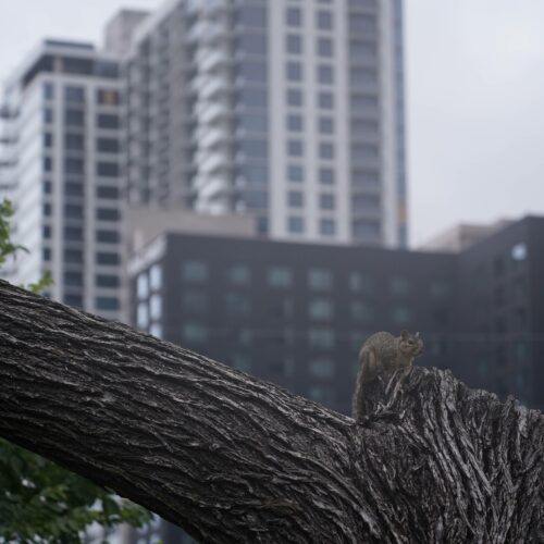 image qui illustre abattage arbre-dangereux graulhet