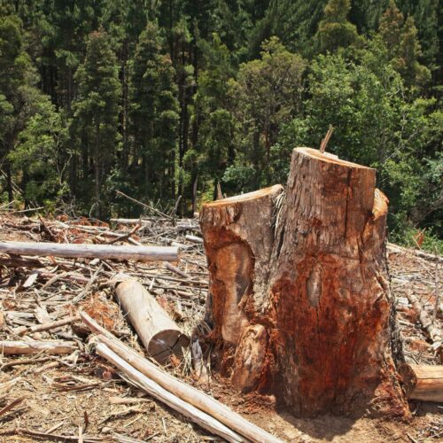 image qui illsutre abattage d'arbres tarn
