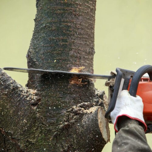 Élagage et abattage d'un arbre à la tronçonneuse à Albi.