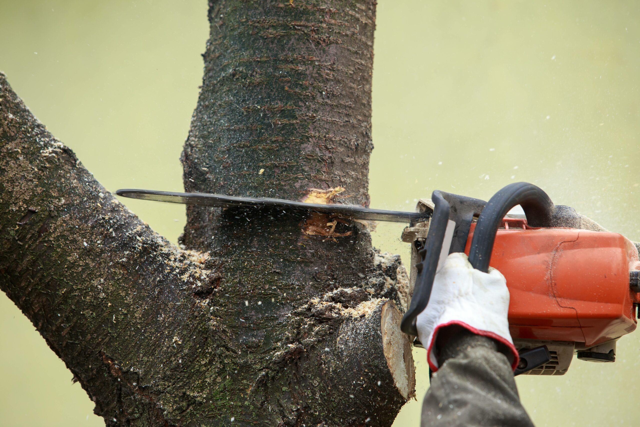 Abattage et démontage d&rsquo;arbres à Albi