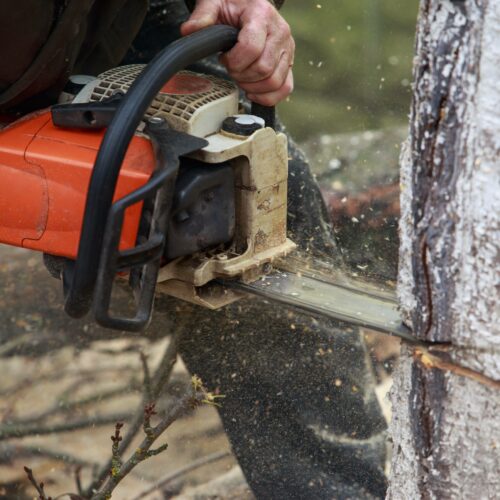 Travaux d'abattage et démontage d'un arbre à la tronçonneuse par un élagueur à Castres.