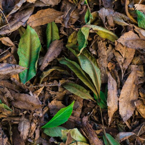 Des branches au sol avec un mélange de feuilles mortes de couleur marron et de quelques feuilles d'un vert vif