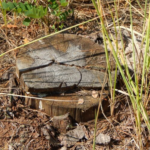 Souche d'arbre coupée au ras du sol entourée d'herbe sèche