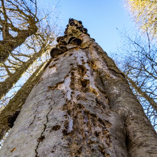Arbre malade avec champignons et écorce abîmée à abattre en urgence