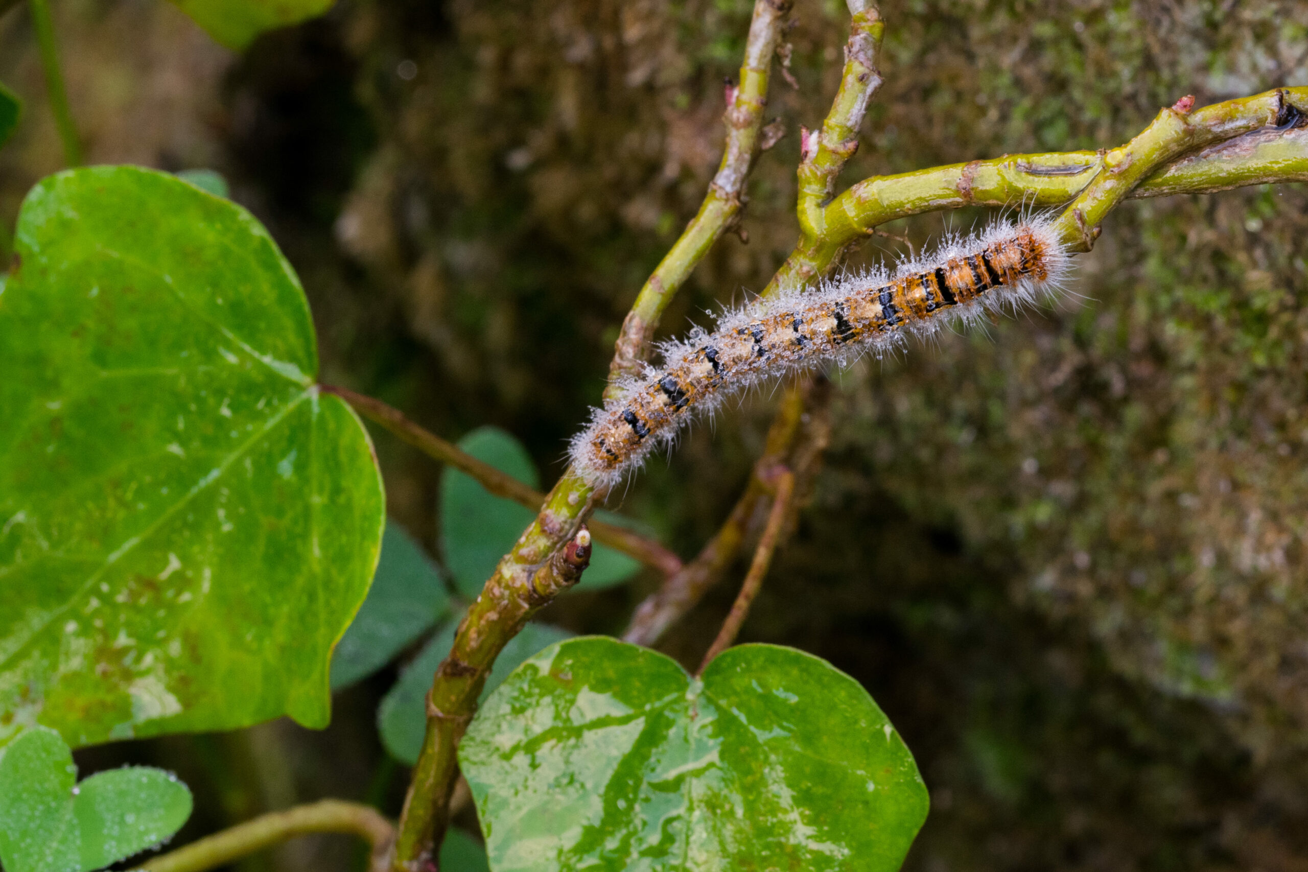 Chenille processionnaire Tarn et Haute- Garonne: quelles solutions de traitement pour protéger vos arbres ?