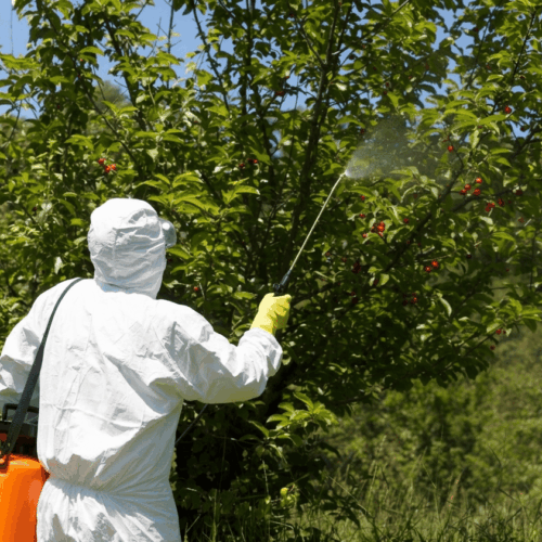traitement arbres malades