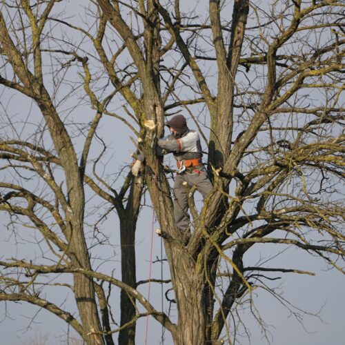 arboriste toulouse