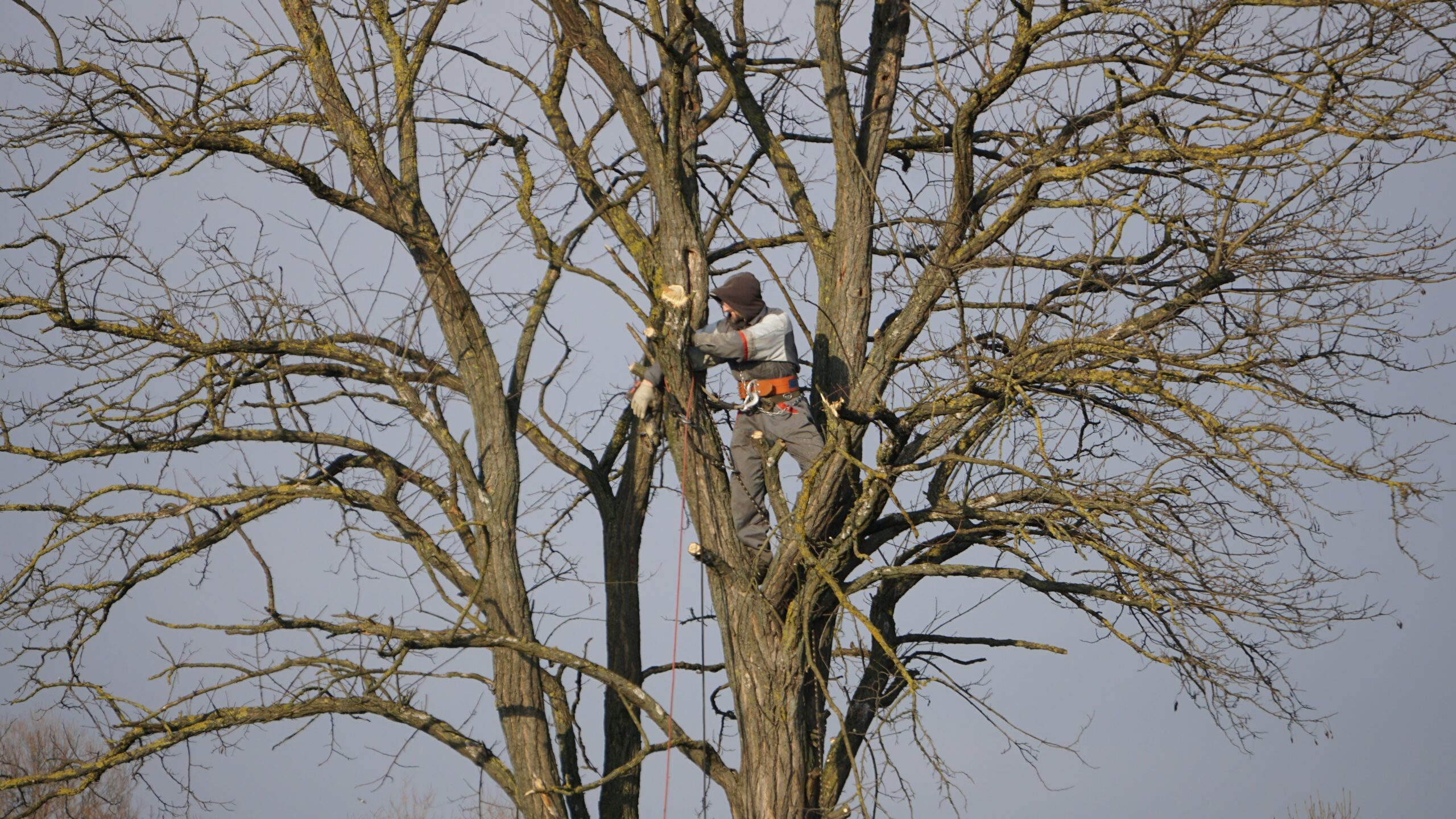 Arboriste Toulouse : Diagnostic et protection des arbres