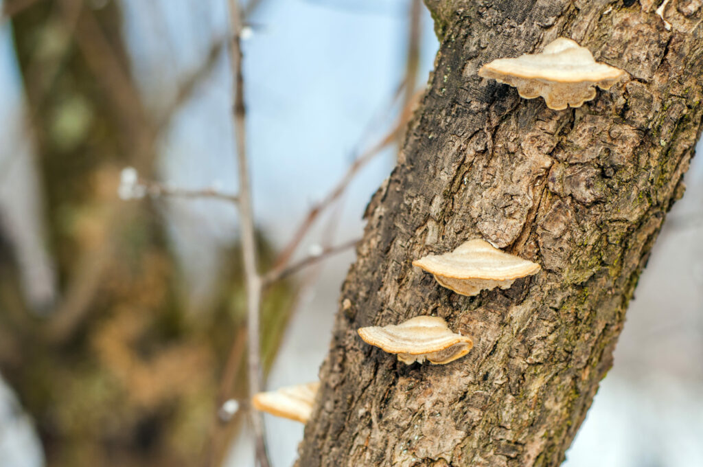 champignons écorce arbre