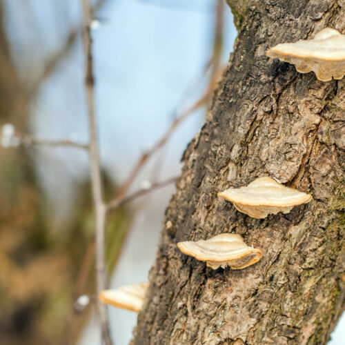 champignons écorce arbre