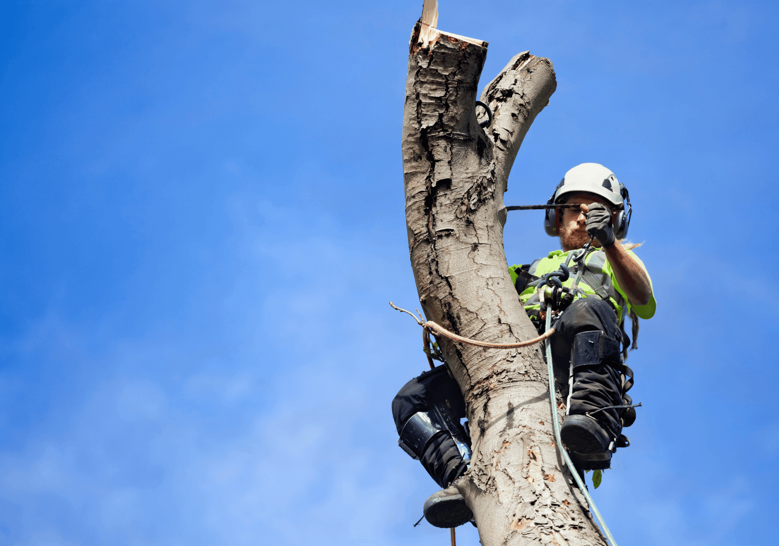 Sécurisation des arbres à Tournefeuille : le conseil d’un professionnel avant tout